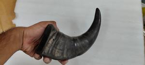 Auténtico Cuerno de Shofar de Kudu Pulido, Ecológico y Hecho a Mano con Diseño Animal de la India para Decoración del Hogar, Venta al por Mayor - Product Image 2