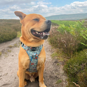 定制牛津宠物吊带狗冒险吊带项圈和皮带狗坚韧吊带 - Product Image 6