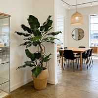 Plantes artificielles en pot Alocasia de haute qualité 210 cm Design élégant Décoration de la maison, du bureau, de l'hôtel Faux Alocasia Plan en pot en ciment