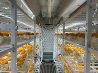 Conteneur de culture de champignons de 40 pieds avec éclairage LED optimisé et contrôle automatique de la température et de l'humidité