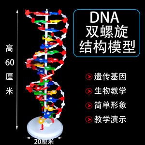 แบบจำลองโครงสร้างดีเอ็นเอแบบเกลียวคู่ ขนาดใหญ่ พร้อมฐาน 3212 คู่ฐาน  อุปกรณ์การสอนพันธุศาสตร์ชีววิทยาสำหรับโรงเรียนมัธยม - Product Image 5