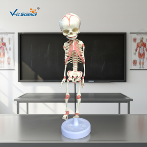 Modelo Anatómico <span class=keywords><strong>de</strong></span> Esqueleto <span class=keywords><strong>de</strong></span> Feto <span class=keywords><strong>de</strong></span> <span class=keywords><strong>30</strong></span> <span class=keywords><strong>Semanas</strong></span> <span class=keywords><strong>de</strong></span> Edad, en Plástico/PVC, para Ciencias Médicas, Escuelas y Hospitales, Modelo VIC-L014 <span class=keywords><strong>de</strong></span> Vic Science - Product Image 2