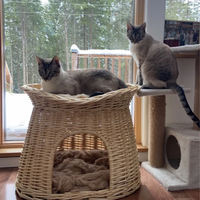 Maison pour chat en plastique à deux niveaux, lit pour animaux de compagnie, maison pour chien, universelle quatre saisons, amovible et lavable, cadeau de Noël