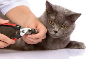 Vật nuôi chải chuốt cắt móng tay; thép không gỉ an toàn và bền Clipper cho mèo và chó chân chăm sóc và cắt tỉa. - Product Image 6