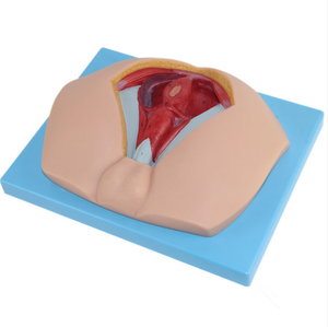 Modelo de Perineo Masculino, Músculos del Suelo Pélvico, PVC, <span class=keywords><strong>Urología</strong></span>, <span class=keywords><strong>Andrología</strong></span>, Anatomía, Modelo Anatómico, Enseñanza Médica, Clase de Enseñanza, CE/ISO - Product Image 3