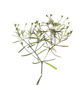 12 pz/borsa Gypsophila annuale/cuscino per il respiro del bambino/fiori pressati per l'alito del bambino basso