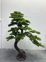 Árbol de Pino Chino Artificial para Decoración de Entrada, Hogar u Oficina