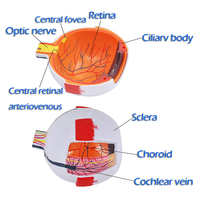 Modelo de Anatomía Médica, Modelo de Ojo Humano de Simulación de Plástico para la Enseñanza de Oftalmología