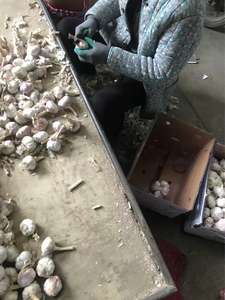 Prix de gros, ail blanc pur biologique de qualité supérieure, frais, 100% biologique, provenant de Shandong, nouvelle récolte en vente - Product Image 6