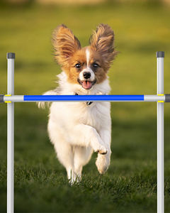 Güvenli aşınmaya dayanıklı eğlenceli kolay kurulum Pet eğitim ekipmanları köpek engel eğitim dişli Pet oyun ve köpek koşu eğitim için - Product Image 5