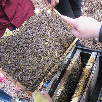 bee hive nuc longstroth