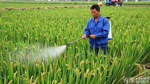 <span class=keywords><strong>Imidaclopride</strong></span> Insecticide Fabricant 70% WDG Système de lutte contre les parasites agricoles systémiques - Product Image 5