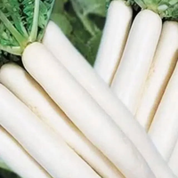 Professionele kwaliteit Maanster Hybride Witte Fruitradijs 99,9% Zuiverheid Grootschalige Teelt Hoog Kiemvermogen Uniform