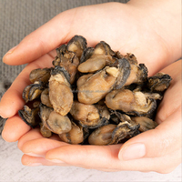 Fujian Origin Export Kwaliteit Gedroogde Zeevruchten Natuurlijke Zongedroogde Oesters Gouden Oesters Ostreidae Zonder Schaal 1 Kg/zak Groothandel