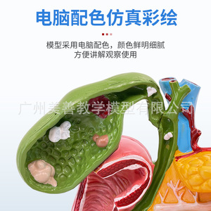 Modèles pathologiques simulés du pancréas, du duodénum et de la vésicule biliaire ; enseignement des spécimens du système digestif, y compris - Product Image 5