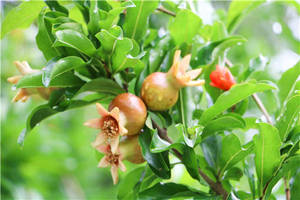 Il fertilizzante per fogliame Kenvos rende i fiori di frutta <span class=keywords><strong>e</strong></span> verdura più forti, N-P-K i liquidi ad alta P possono personalizzare - Product Image 3