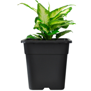 Vasi in Plastica Nera Quadrati da 1-10 Galloni all'Ingrosso per Giardino, Vivaio e <span class=keywords><strong>Piante</strong></span> Bonsai - Product Image 3