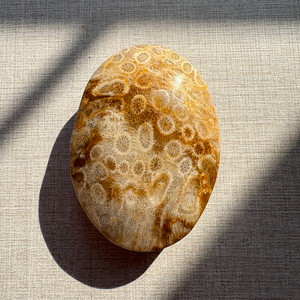 Coral Fósil Natural de Alta Calidad, Cabujón de Formas Variadas, Gema Suelta, Piedra Pulida a Máquina para Joyería y Anillos, Wicca Reiki - Product Image 4