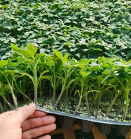 Plaque de semis en plastique durable pour jardin, petite taille, pour un semis précis des graines de légumes et de fleurs, améliorant la germination et l'efficacité de la plantation