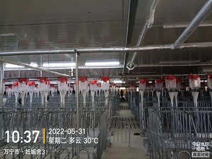 Steel Rod Gestation Stall 0.6*2.2M - Product Image 4
