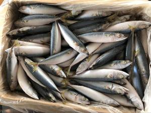 Congelados nueva atrapar congelado Pacífico caballa toda la ronda de la agricultura - Product Image 2