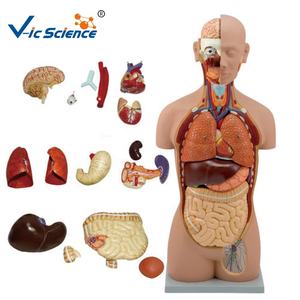 Modèle de tronc ouvert <span class=keywords><strong>asexué</strong></span> 85cm torse <span class=keywords><strong>humain</strong></span> modèle éducatif anatomique des sciences médicales - Product Image 3