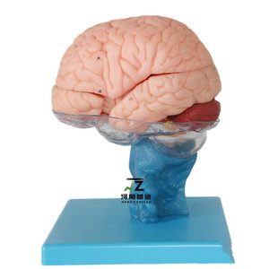 Y tế khoa học con người PVC mở rộng não Mô hình giải phẫu 15 phần cho giảng dạy - Product Image 5