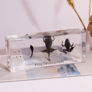 Hot Selling Acryl Kikker Levenscyclus Insect Presse Hars Specimen Educatief Speelgoed Voor De Middelbare School - Product Image 2