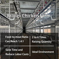 Cage à poulets automatique de type H en métal galvanisé à chaud pour élevage avicole aux Philippines