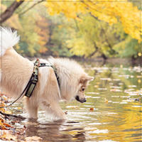 Harnais de poitrine pour chien tendance, confortable, avec coutures durables, en tissu maille respirant pour les promenades quotidiennes, les voyages et les activités de plein air