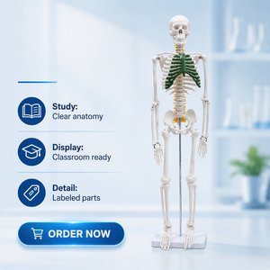 Modelo de Esqueleto <span class=keywords><strong>Humano</strong></span> de 85 cm con Nervios, Esqueleto Anatómico de <span class=keywords><strong>Cuerpo</strong></span> Completo para Enseñanza Médica y Demostración, CE/ISO/ROHS/CNAS - Product Image 1