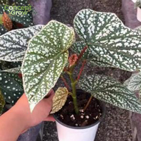 Tanaman Pot Begonia Snow Capped yang Menakjubkan dengan Daun Berpola Marmer Putih Unik untuk Dekorasi Ruang Hijau di Rumah.