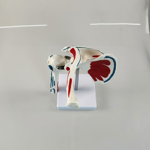 Modèle de <span class=keywords><strong>squelette</strong></span> humain médical en PVC SCIEDU avec articulation de l'épaule et points de départ/arrivée des <span class=keywords><strong>muscles</strong></span> pour l'entraînement - Product Image 2