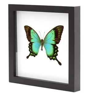 热卖简约流行4*6 6*8英寸定制标本蝴蝶框架带木质玻璃3d阴影盒框架
