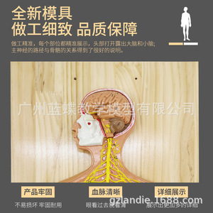 Modèle du système nerveux humain ; modèle anatomique du système nerveux cérébral ; système nerveux central ; nerfs vertébraux ; nerf médian - Product Image 3