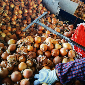 Hữu Cơ Toàn Bộ Gốc Lá Không Khí Khô Hành Mảnh Số Lượng Lớn Ngọt Ngào Tinh Khiết Flavour Nướng Cắt Nhỏ Bột Khô Fd Màu Xanh Lá Cây Rau Có Hương Vị - Product Image 1