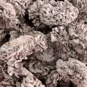 Blanc Naturel Fente Gill Schizophyllum commune <span class=keywords><strong>champignons</strong></span> sauvage séché blanc Fente Gill champignon à vendre - Product Image 5