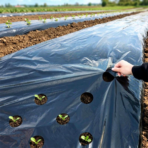 Film de <span class=keywords><strong>paillage</strong></span> agricole en plastique LDPE/LLDPE sur mesure de qualité supérieure pour l'agriculture et la culture de <span class=keywords><strong>tomates</strong></span> en Chine - Product Image 1