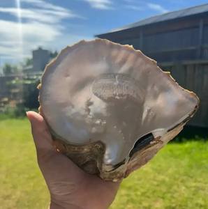 Exquisita y Lujosa Joyería de Panda para la Moda de Alta Gama, Conchas Naturales de Almeja Blanca de Aguas Profundas y Abulón - Product Image 4