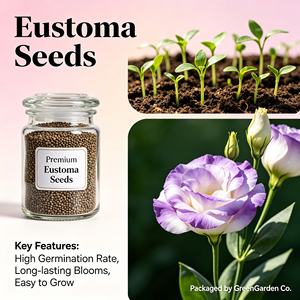 Semillas de Lisianthus de Alto Rendimiento, Semillas de <span class=keywords><strong>Eustoma</strong></span> <span class=keywords><strong>Grandiflorum</strong></span>, Semillas de Flores Ornamentales en Maceta para Decoración del Hogar, Venta al por Mayor - Product Image 5