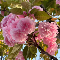 Kelopak Bunga Sakura Berkualitas Tinggi Ying Hua, Bunga Sakura Kering untuk Teh