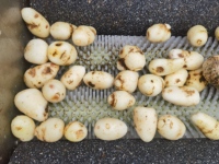 Borstelroller Type Schilmachine Voor Ui Wortel Cassave Wortel Gember Aardappel Wasmachine Dunschiller Wassen Vruchten