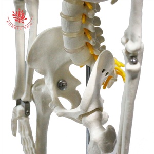 <span class=keywords><strong>Esqueleto</strong></span> humano médico, modelo de <span class=keywords><strong>esqueleto</strong></span> de 85 cm, nervios espinales, raíz de la arteria cervical roja y <span class=keywords><strong>el</strong></span> nervio espinal amarillo - Product Image 6