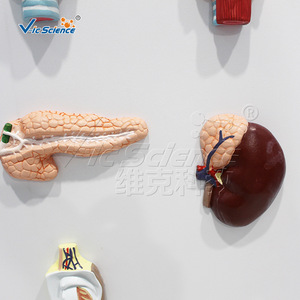 Modèle de système endocrinien de haute précision, structure combinée multi-glandulaire, équipement de formation en anatomie pour les écoles de médecine. - Product Image 3