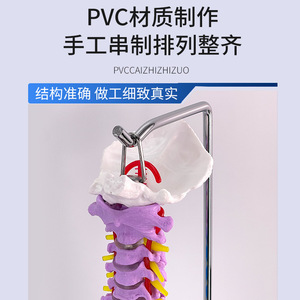 Ceinture vertébrale colorée de 80 cm, modèle de bassin et de fémur - Échelle 1:1 adulte - Ceinture vertébrale et bassin naturels pour adulte - Product Image 5