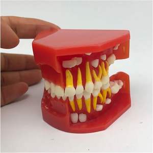 Modelo de demostración de desarrollo de dientes dentales manuales para enseñanza médica, instrumento quirúrgico de dentición de desarrollo gráfico - Product Image 4