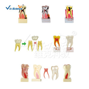 Imiter 200h 500h nissin modèle de dent de remplacement modèle de dents humaines modèle d'éducation à la science médicale - Product Image 5
