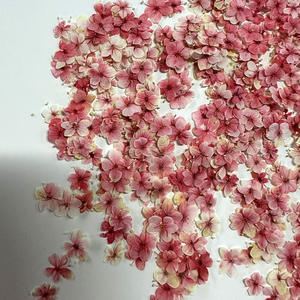 Flor de encaje azul para arte de uñas Marcapáginas Resina <span class=keywords><strong>Planta</strong></span> natural Flor prensada real ecológica - Product Image 2