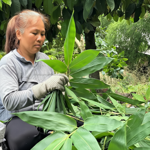 ใบไผ่ตากแดดธรรมชาติ 100% ขนาดใหญ่ 9 ซม.+ ยี่ห้อ HNIECO อายุการเก็บรักษา 12 เดือน ราคาแข่งขัน สำหรับทำเค้ก ส่งตรงถึงคุณ - Product Image 1