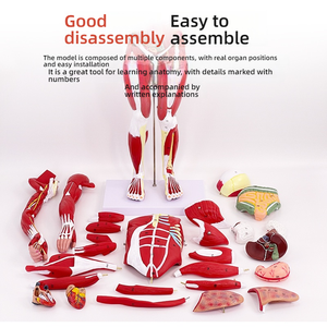 Modelo de músculo <span class=keywords><strong>humano</strong></span> de <span class=keywords><strong>cuerpo</strong></span> completo de PVC de 80CM con órganos internos modelo de anatomía de <span class=keywords><strong>ciencia</strong></span> médica para estudio de músculos y órganos - Product Image 3